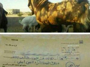 تيس بقيمة 13 مليون ريال سعودي !