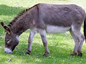 اعفاء الحمير الخليجية من الرسوم الجمركية اعفاء الحمير الخليجية من الرسوم الجمركية