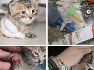 أحد عناصر الجيش الحر يداوي قطة مصابة أحد عناصر الجيش الحر يداوي قطة مصابة