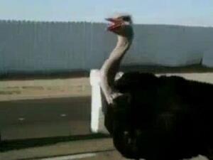 نعامة هاربة أربكت السير على طريق الملك فهد في خميس مشيط بمنطقة أبها في السعودية.  نعامة هاربة أربكت السير على طريق الملك فهد في خميس مشيط بمنطقة أبها في السعودية.