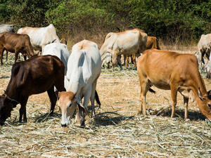 The cattle were returned after calls were made to the Army and UNIFIL. (Shutterstock)