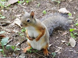 (boblim1204/ Twitter)