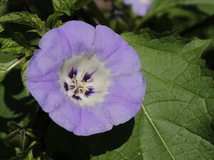 من فوائد نبات ست الحسن قدرته على علاج البلغم
