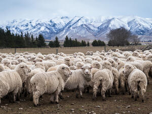 In the 57 Muslim majority countries, 90 per cent of the meat comes from non-Muslim countries. (Shutterstock)