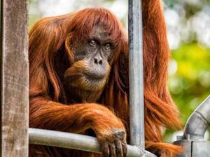 World's Oldest Sumatran Orangutan Dies Aged 62. (AFP/ File)