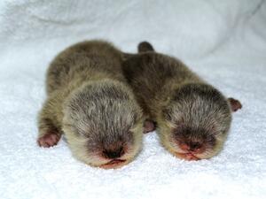 Baby Otters at Dubai Aquarium and Underwater Zoo.