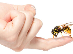  في حال لسع النحل في الرقبة أو الوجه يُفضل الذهاب إلى الطبيب