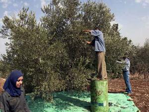 Due to the lower production this year, stakeholders expect a rise in olive oil prices, speculating that the 16-litre olive oil container will sell for JD80-90. (Irbidplan) Due to the lower production this year, stakeholders expect a rise in olive oil prices, speculating that the 16-litre olive oil container will sell for JD80-90. (Irbidplan)