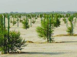 All the trees are native or near native hardwood and all of them are resistant to the climatic conditions of the country. (Supplied photo) All the trees are native or near native hardwood and all of them are resistant to the climatic conditions of the country. (Supplied photo)