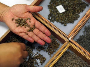 ICARDA made the first withdrawal from the Norwegian “Doomsday” Global Seed Vault to reconstruct the collection lost in Aleppo. (Wikimedia Commons) ICARDA made the first withdrawal from the Norwegian “Doomsday” Global Seed Vault to reconstruct the collection lost in Aleppo. (Wikimedia Commons)