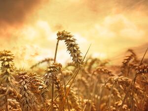 The conflicting regulations on wheat imports led to disturbances in the market as several shipments were rejected at the ports en route to Egypt. (File photo)
