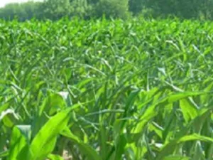 agricultural sector 