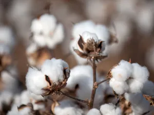 The Cotton Egypt Association estimates that about 90 percent of global supplies of Egyptian cotton last year were fake. (File photo)