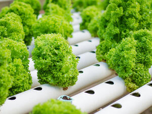 Cora salad grown by hydroponics for illustrative purposes. (Shutterstock) Cora salad grown by hydroponics for illustrative purposes. (Shutterstock)