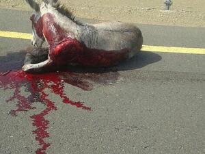 سعودي يعذب حمار