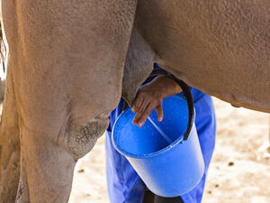 تناول حليب الإبل يحسّن من حالات وأعراض اضطراب التوحّد
