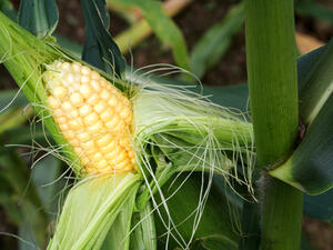 شعر الذرة تعمل على علاج حصى الكلى وتفتيتها
