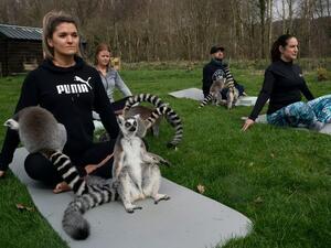 Forget Goat Yoga...now it's "Lemur-Yoga" at Armathwaite Hall, hotel in England. (Twitter)