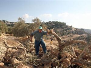 A Palestinian farmer looks at his olive trees, uprooted by Israeli bulldozers, in his farm close to the village of Walajah in the occupied West Bank, September 5, 2011. (AFP/File)
