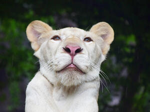 Despite the close call, the owner was not arrested. (Shutterstock)