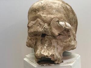 Neolithic plastered skull  (Twitter)