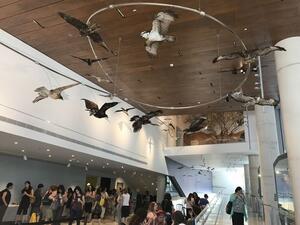  Natural History Museum (Twitter)