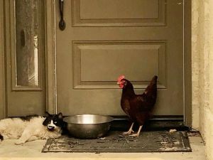 Pair of 'Friend' (Twitter)