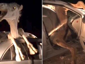 Camel Struggles to Escape Wreckage of Car (Twitter)