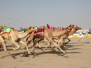 The Al Marmoum Heritage Festival is the region's largest camel festival. (Shutterstock)