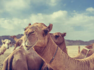 Prizes for the most beautiful camels are worth millions of Saudi riyals. (Shutterstock)