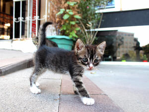 A new film is dedicated to the hundreds of thousands of cats that call Istanbul home. (Shutterstock)