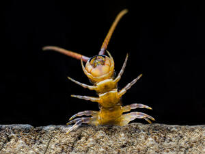 The stowaway centipede was hidden in the pocket of a passenger's jacket. (Shutterstock)