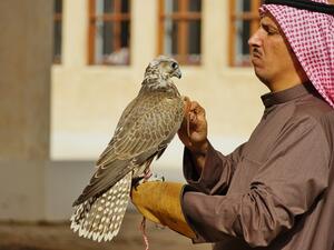 Several airlines serving the Gulf States permit passengers to bring falcons aboard with them, including Etihad Airways, Emirates and Royal Jordanian Airlines. (Shutterstock) Several airlines serving the Gulf States permit passengers to bring falcons aboard with them, including Etihad Airways, Emirates and Royal Jordanian Airlines. (Shutterstock)