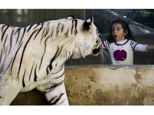 The activities will feature several zoo adventures, including animal encounters and interactions, educational programs, drumming, drawing, painting, martial arts, badminton, table tennis, dancing, video games, programming, electronics, and robotics. 