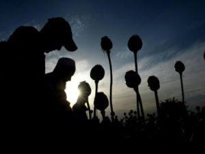 مزارعون يحصدون الخشخاش في أفغانستان

