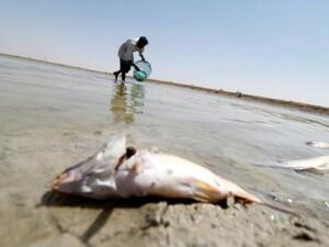 الاسماك تنفق بسبب التلوث في البصرة

