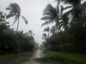 الرياح العاتية المرافقة للإعصار إيرما تعصف بأشجار النخيل في نيبلز بولاية فلوريدا في 10 أيلول/سبتمبر

