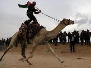 عودة الإبل والباعة إلى حدود غزة 