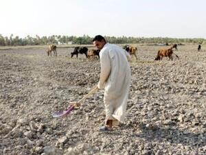 مزارع في حقل ضربه الجفاف في منطقة المشغاف بوسط العراق
