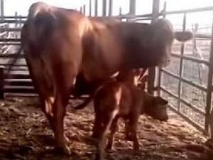 اعلان ولادة "العجل الاحمر" 