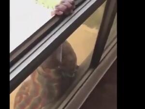 توقيف كويتية لتصويرها محاولة انتحار خادمتها