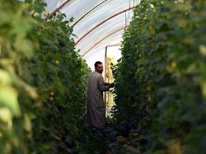 مصري داخل مزرعته في المنوفية
