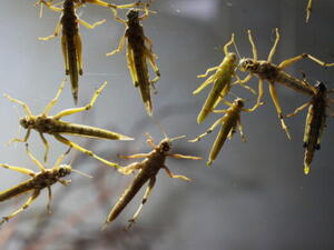 Egyptians are seeing locusts hovering over their future and they are worried.