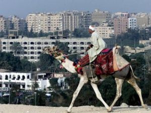 مصري على جمل في الجيزة قرب القاهرة
