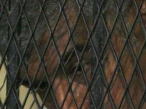رجل الاعمال والنيابي المصري البارز هشام طلعت مصطفى خلف القضبان 
