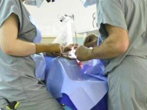 Egypt hopes to end female circumcision by 2030