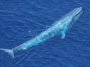 blue whale was noticed in the Read Sea near Egypt Shores. (AFP/ File Photo)