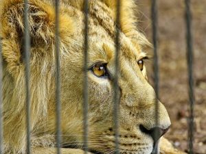 Egypt's authorities send smuggled African lions to Giza zoo. (Shutterstock/ File Photo)