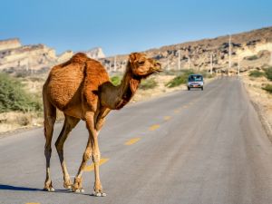 (Shutterstock/ File Photo)