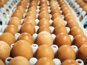 The 14-year-old Akmal's family from Gowa, Indonesia, claimed that he has laid 20 eggs in the last two years. (AFP/File)